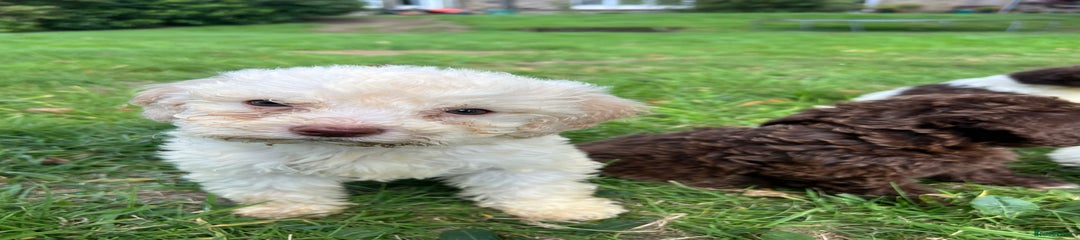 Lagotto Romagnolo Puppy 2