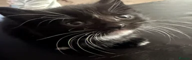 Mixed Breed Kitten 1