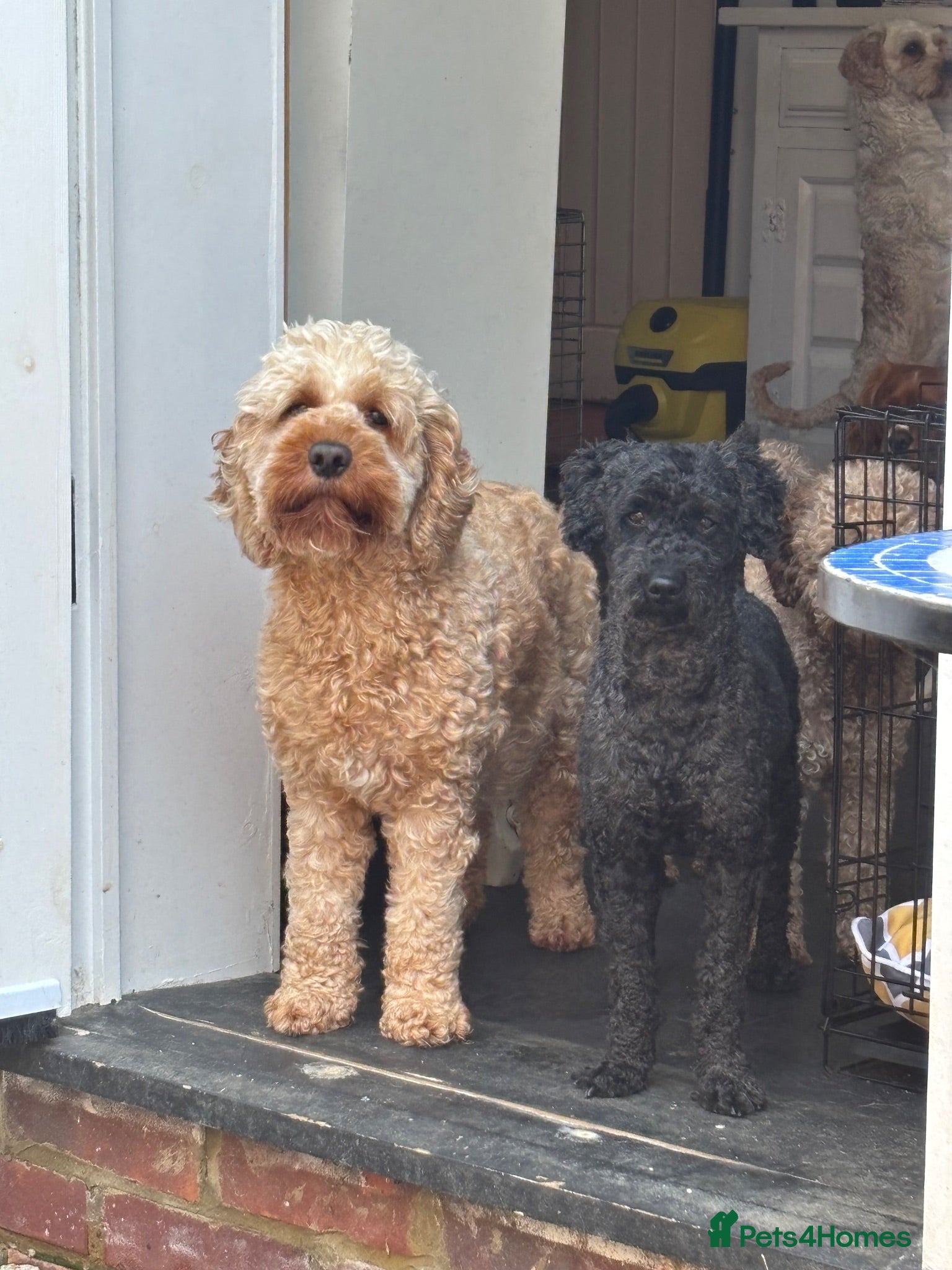 Cockapoo dogs Adorable out standing health checks - Advert 2