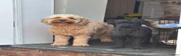 Cockapoo dogs for sale: Adorable out standing health checks - Advert 2
