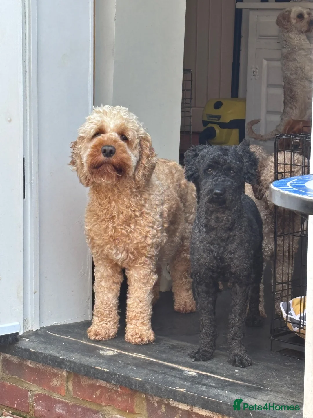 Cockapoo dogs for sale: Adorable out standing health checks - Advert 2
