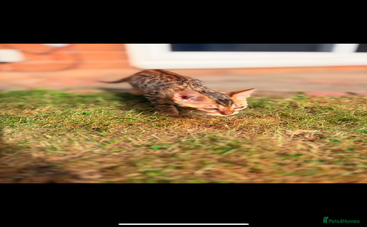 Bengal cats - Advert 6