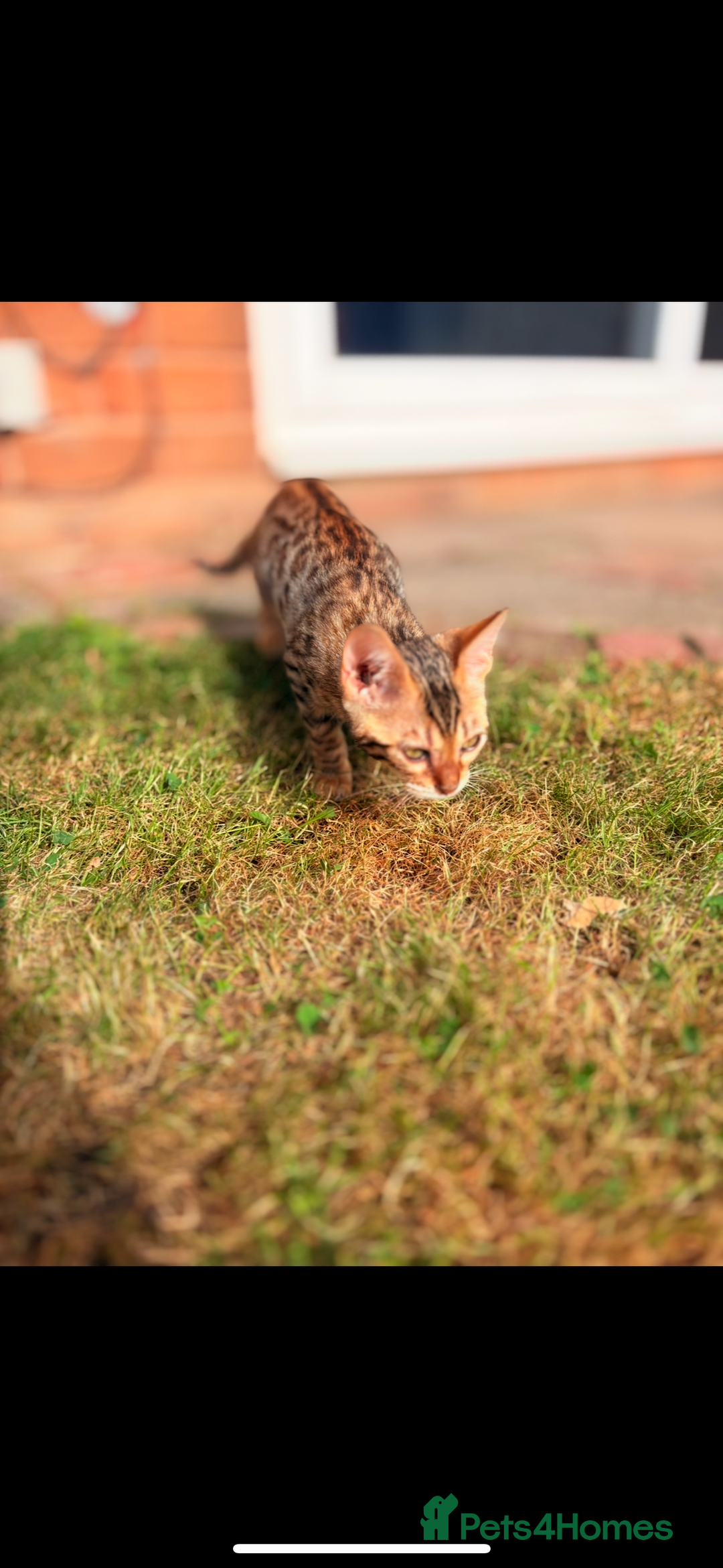 Bengal cats for sale: 1 Pedigree Brown Bengal x Snow Lynx Bengal - Image 1