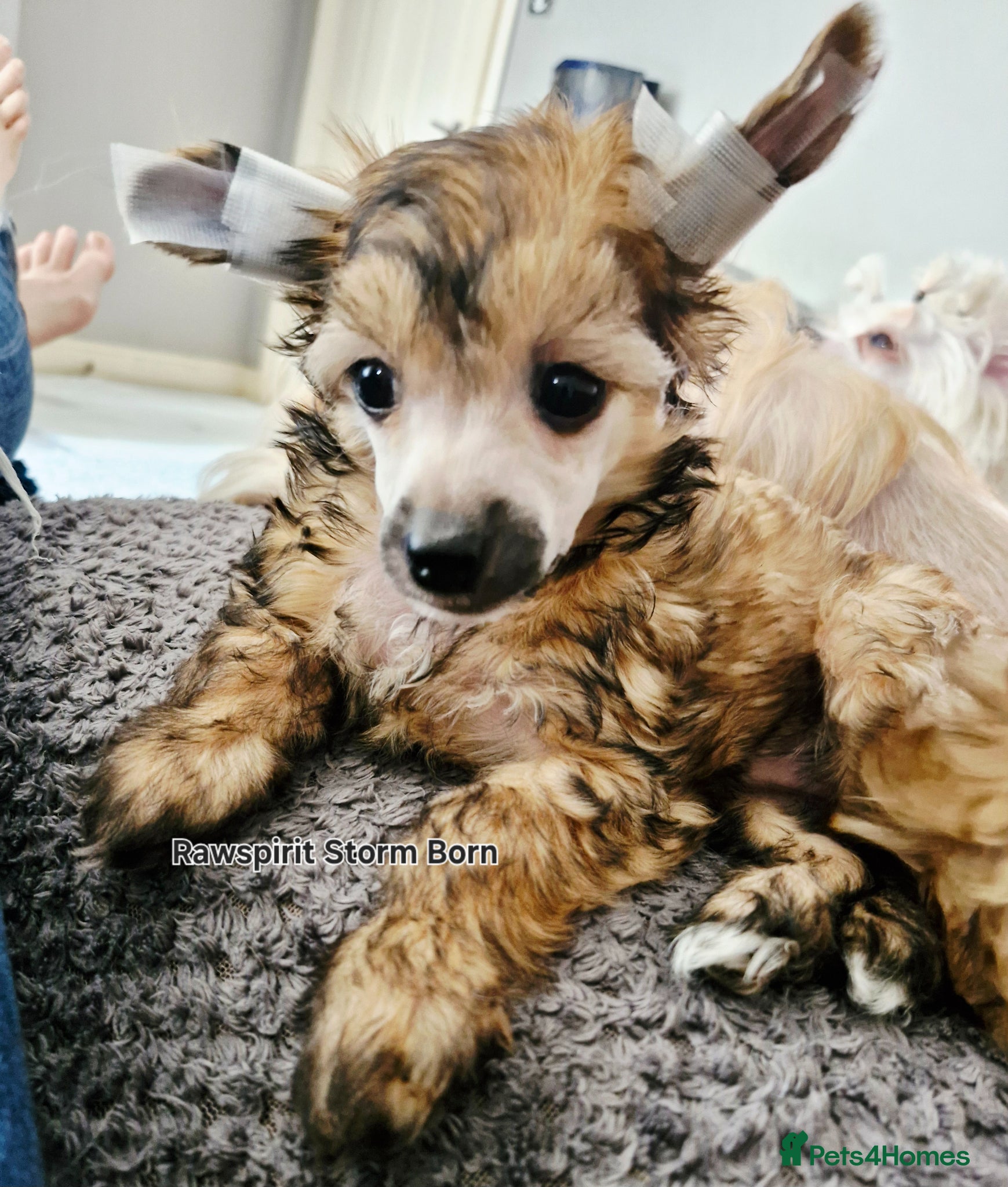 Chinese Crested dogs Boy and girl ready now all paperwork done  - Advert 1
