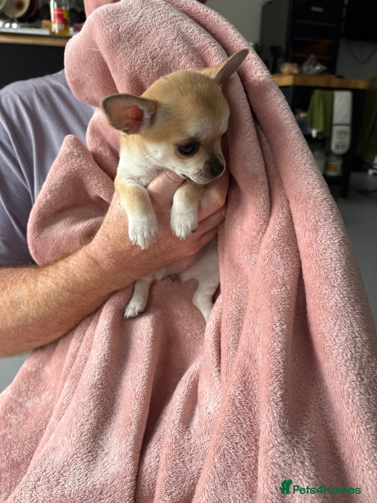 Chihuahua dogs 4 smooth coat apple head Chihuahua puppies - Advert 2