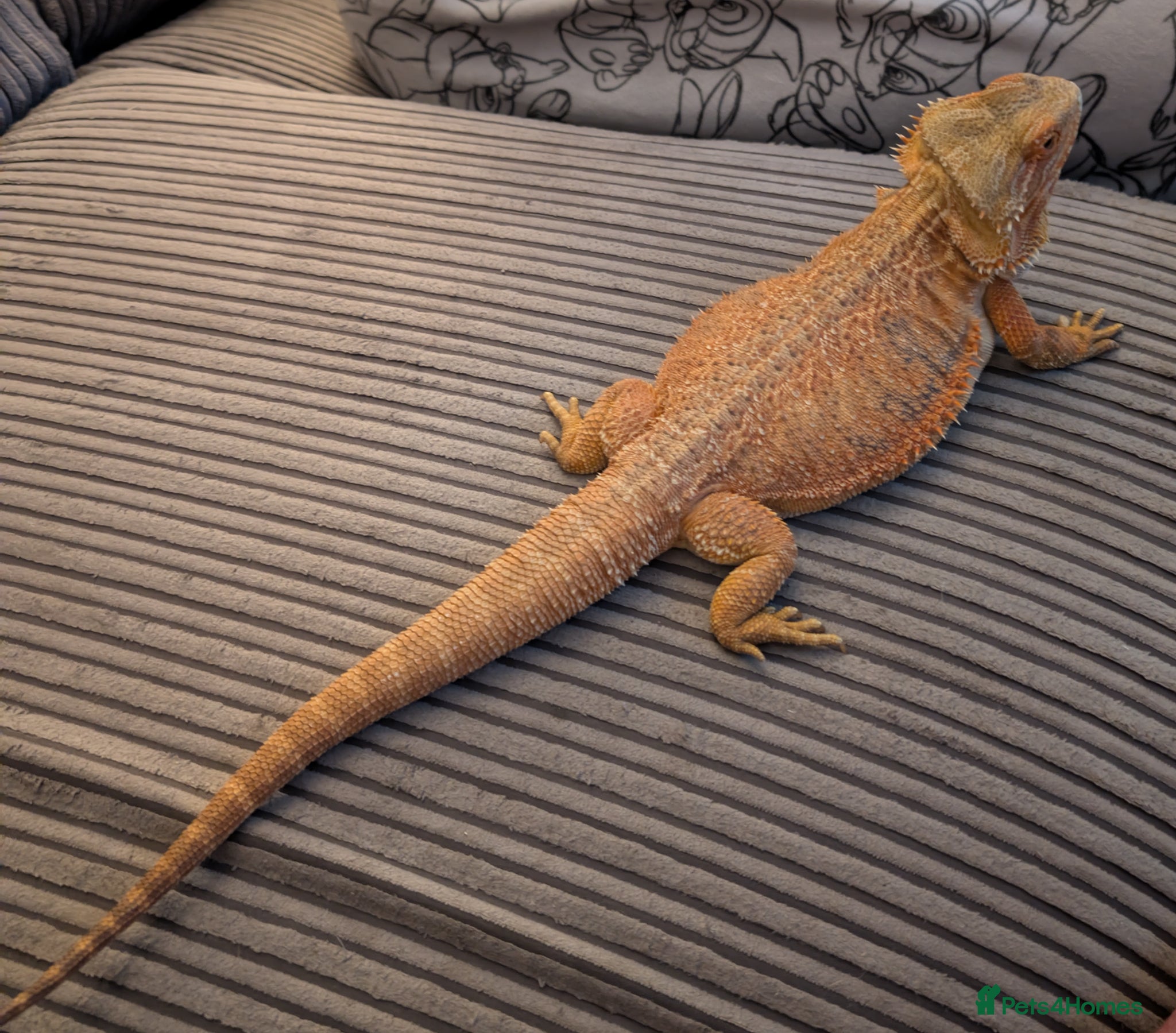 Bearded Dragon reptiles Female bearded dragon  - Advert 2