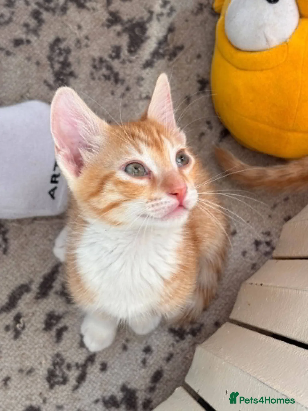 Mixed Breed cats for adoption: Costel for adoption in Waterlooville - Advert 5