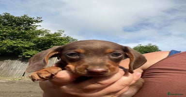 Miniature Dachshund dogs - Advert 6