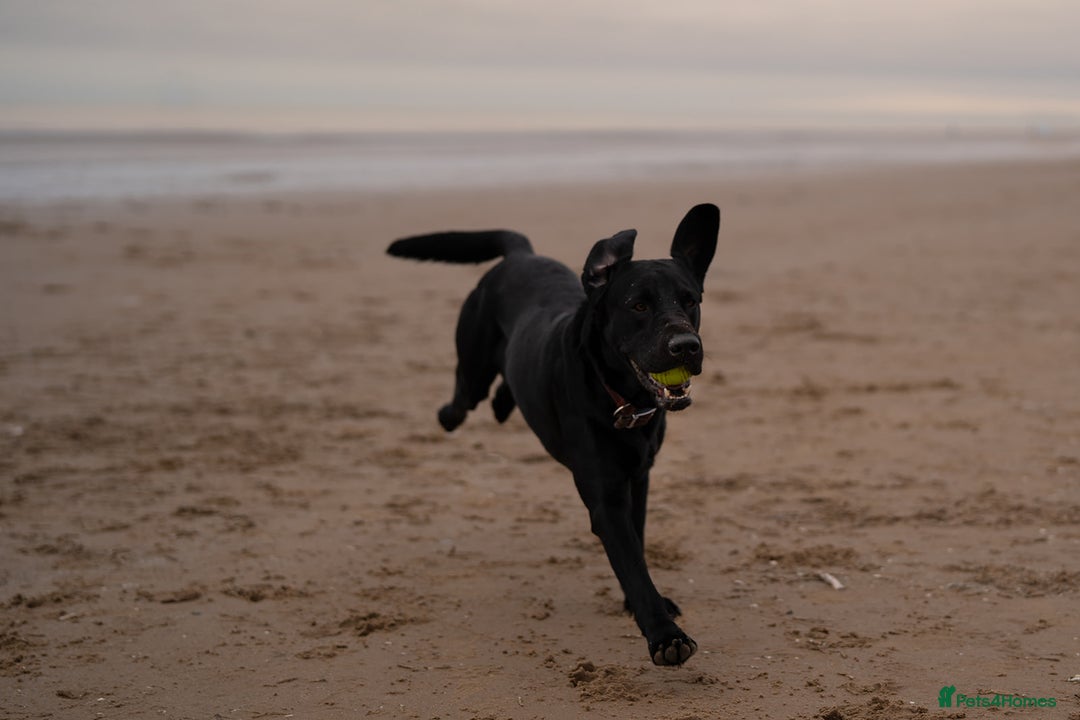 Labrador Retriever dogs for stud: KC registered Labrador Stud - Advert 2