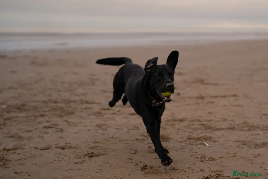 Labrador Retriever dogs for stud: KC registered Labrador Stud - Advert 2