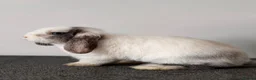 Mini Lop rabbits for sale: Mini Lop Available 🩷 in Derby - Advert 3
