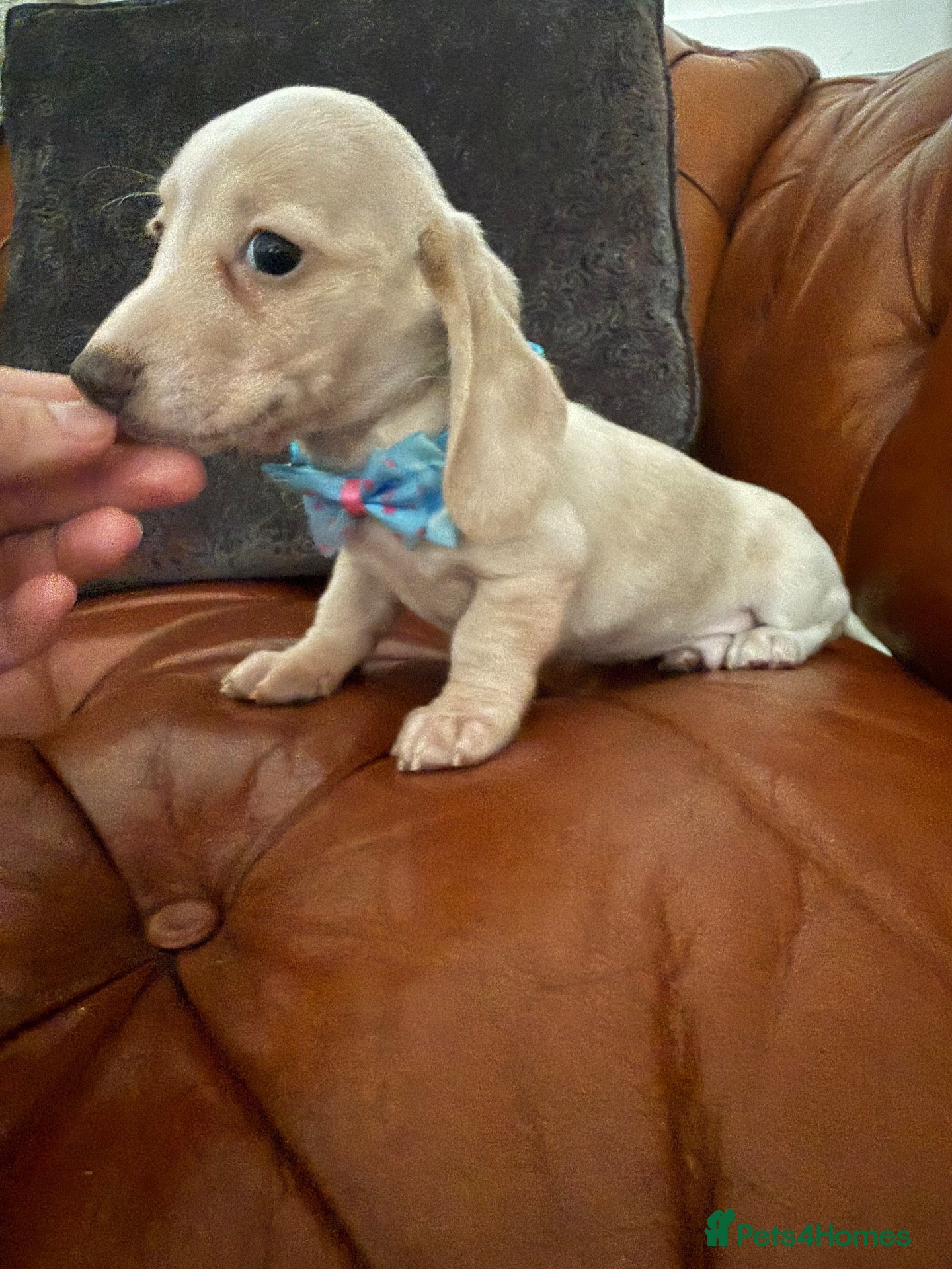 Miniature Dachshund dogs Beautiful Cream Dachshund Pups 5 ⭐ Licensed  - Advert 1