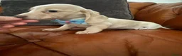 Miniature Dachshund dogs for sale: Beautiful Cream Dachshund Pups 5 ⭐ Licensed  - Advert 18