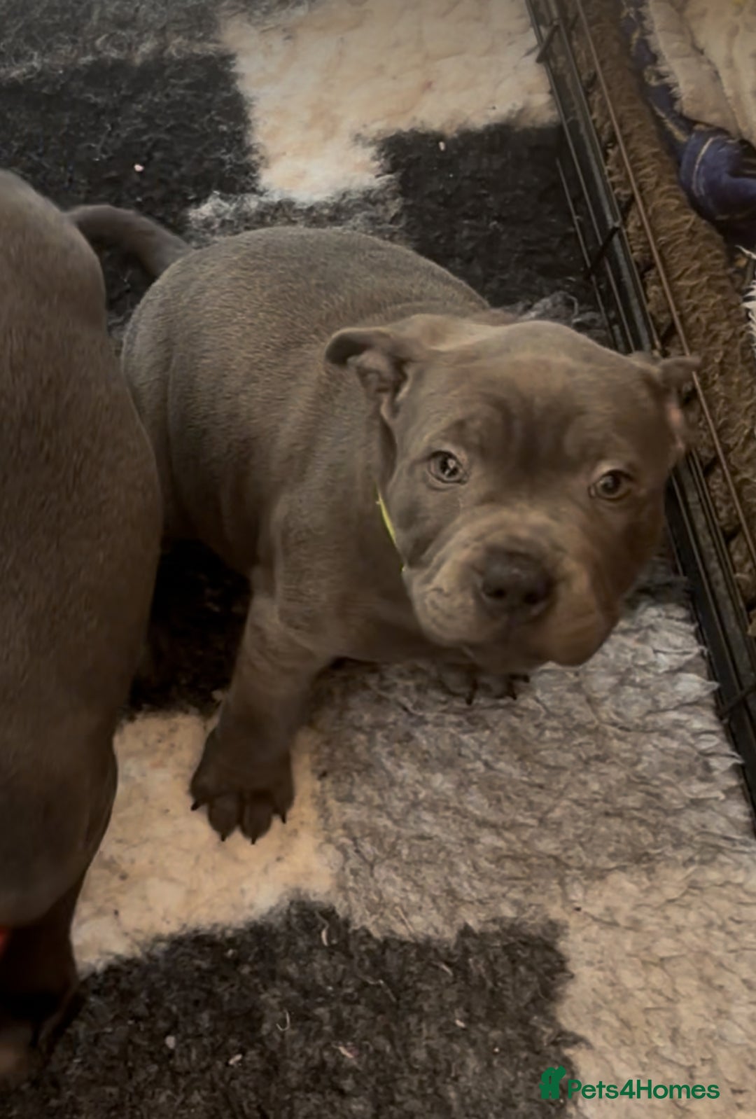 Staffordshire Bull Terrier dogs for sale: KC Staffordshire bull terrier LAST BOY REDUCED  - Image 17