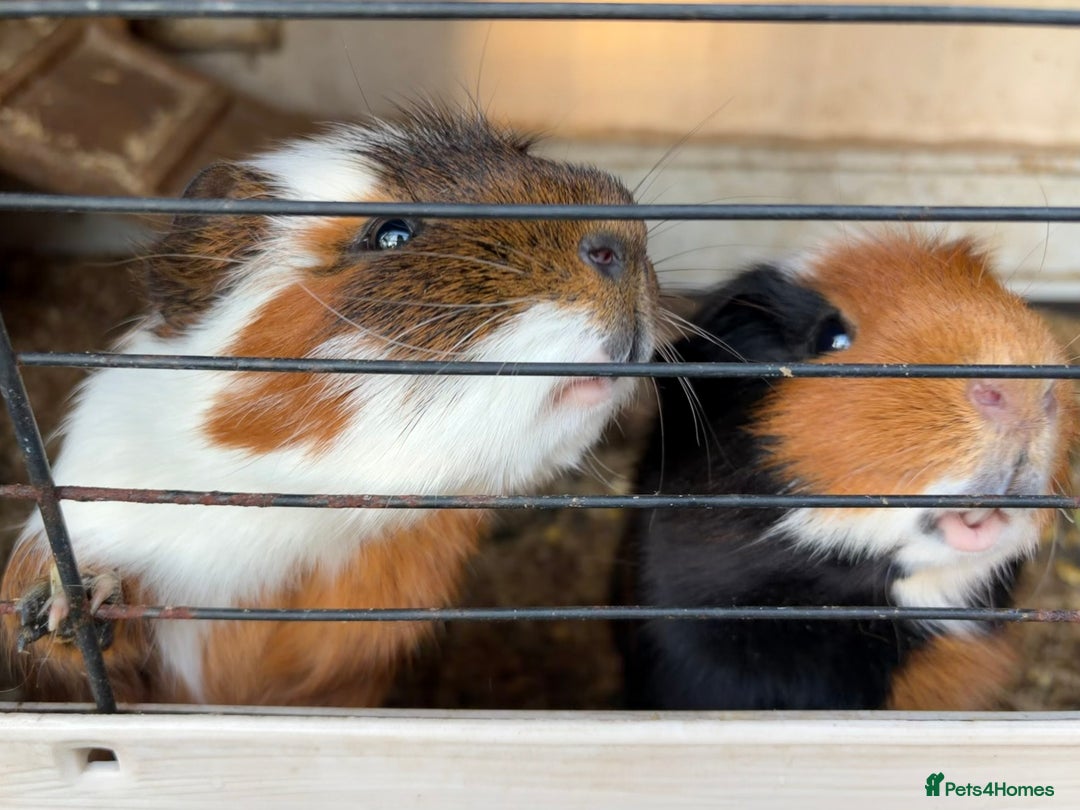 Guinea Pig rodents for sale: 2 male Guinea pigs and cage  - Advert 1