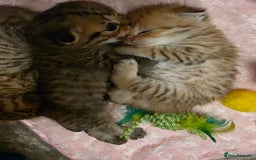 Scottish Fold cats for sale: 5 Beautiful ScottishFolds Kittens - Image 15