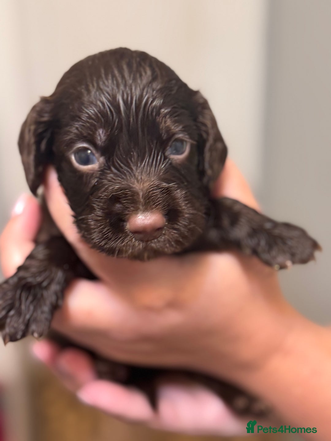 Sprocker dogs for sale: Beautiful Sprockers - Image 8