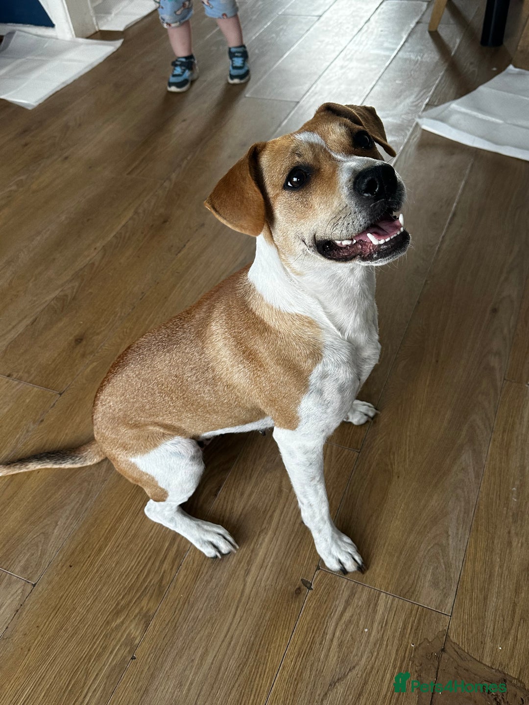 Mixed Breed dogs for sale: Molly mixed breed 17 months old  - Image 3