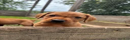 Labrador Retriever dogs for sale: Fox red Labrador  in Galashiels - Advert 6