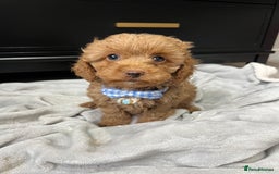 Cavapoo dogs for sale: Stunning Cavapoos  - Image 2