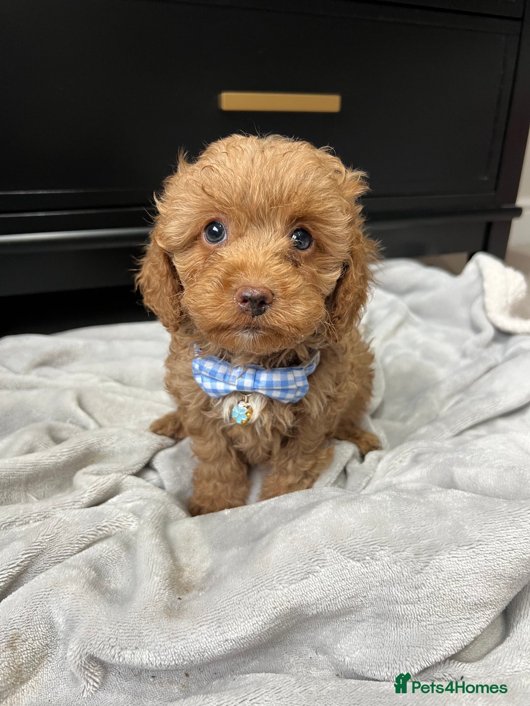 Cavapoo dogs for sale: Stunning Cavapoos  - Image 2