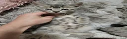 Bengal cats for sale: Bengal kittens - Advert 18