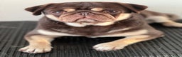Pug dogs for sale: Kc reg 3 year old chocolate pug  - Advert 16