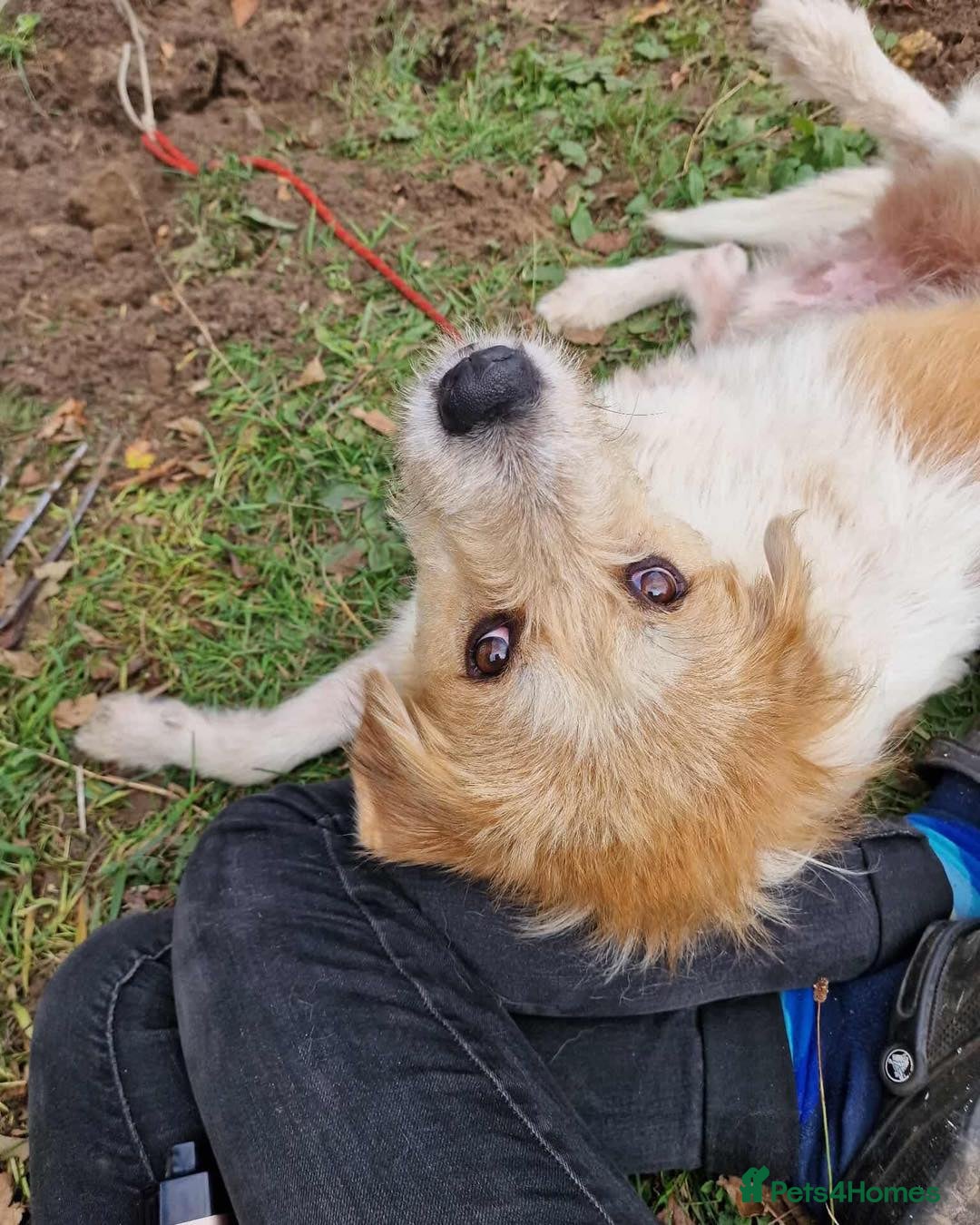 Mixed Breed dogs for adoption: Brilliant Bolt - Image 2