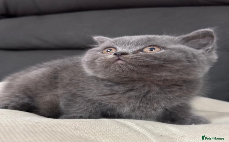 British Shorthair cats British shorthair  - Advert 3