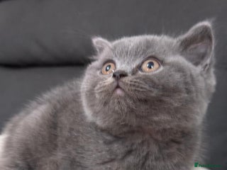 British Shorthair cats British shorthair - Advert 3