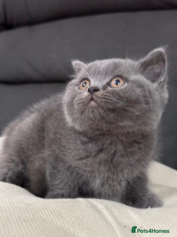 British Shorthair cats British shorthair - Advert 3