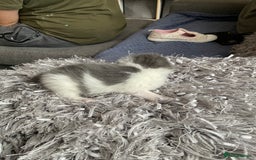 Mixed Breed cats for sale: We are all looking for homes soon - Image 5