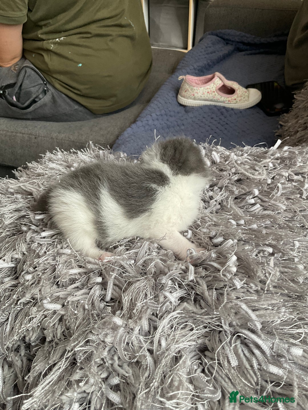 Mixed Breed cats for sale: We are all looking for homes soon - Image 5