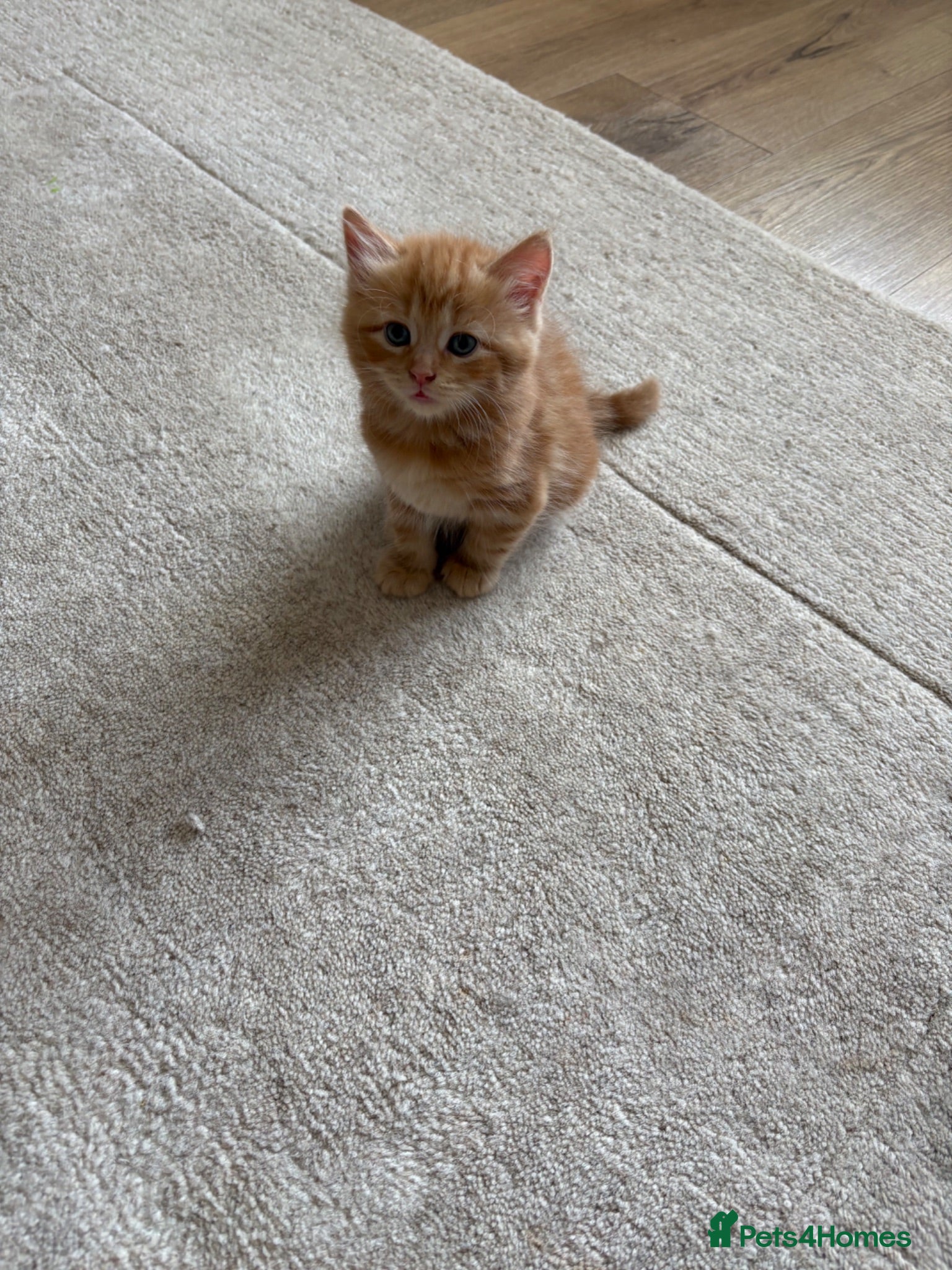 Mixed Breed cats Mixed Breed Kittens for sale - Advert 14