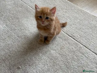 Mixed Breed cats Mixed Breed Kittens for sale - Advert 14