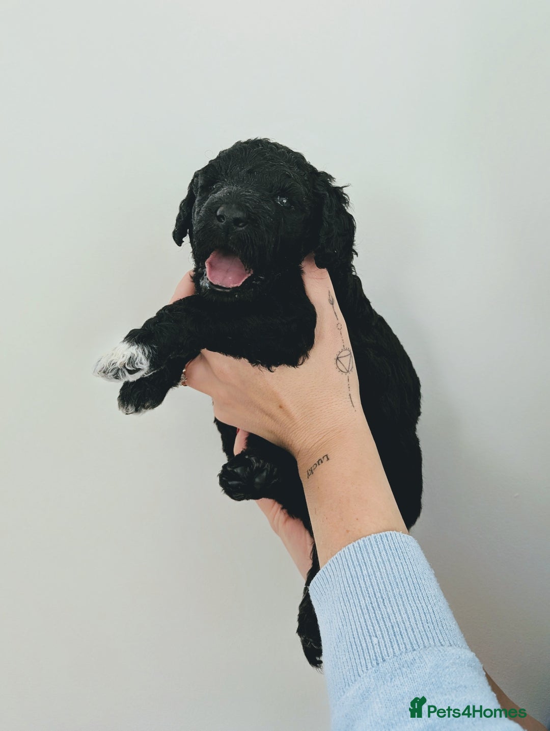 Standard Poodle dogs for sale: 6 wks old, ready 21st Jan, Standard Poodle Puppies - Advert 21