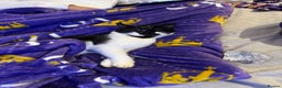 Domestic Shorthair cats for sale: Shadow - Advert 2