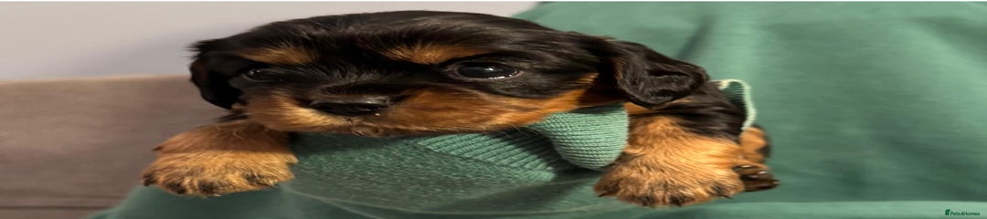Black and Tan Girl - Yellow collar 