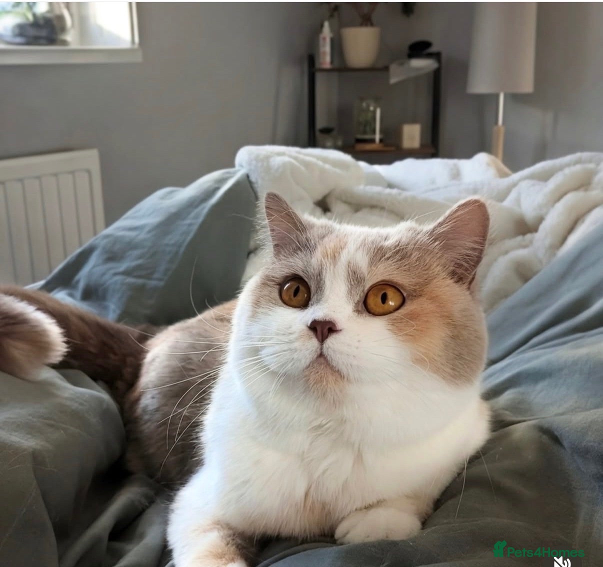 British Shorthair cats Adorable TICA Registered BSH Kittens  - Advert 3
