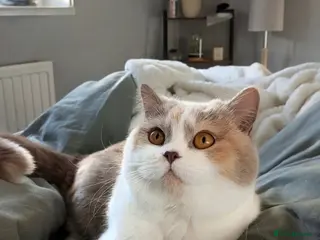 British Shorthair cats Adorable TICA Registered BSH Kittens - Advert 6
