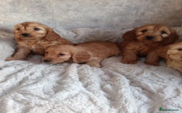 Cockapoo dogs for sale: Cockapoo puppy's  - Advert 9