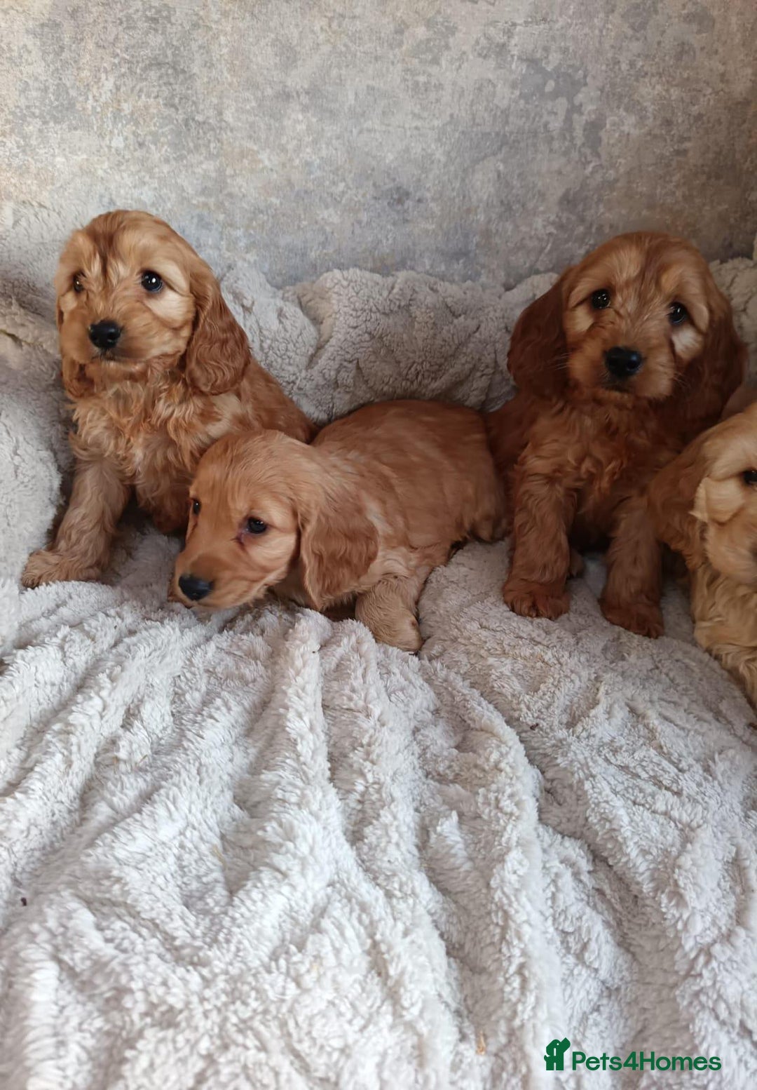 Cockapoo dogs for sale: Cockapoo puppy's  - Advert 9
