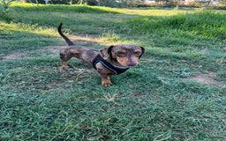 Miniature Dachshund dogs for stud: Miniature Dachsunds for stud  - Image 9