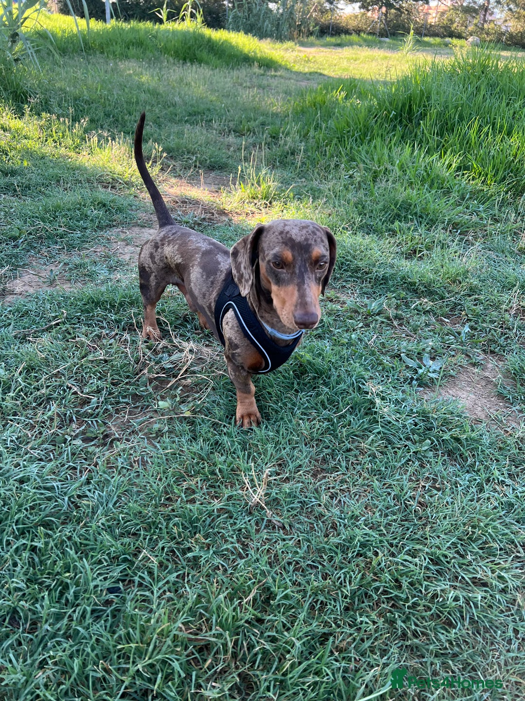 Miniature Dachshund dogs for stud: Miniature Dachsunds for stud  - Image 9