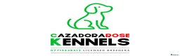 Labrador Retriever dogs for sale: KC reg, DNA tested working Labrador puppies in Wrexham - Advert 11