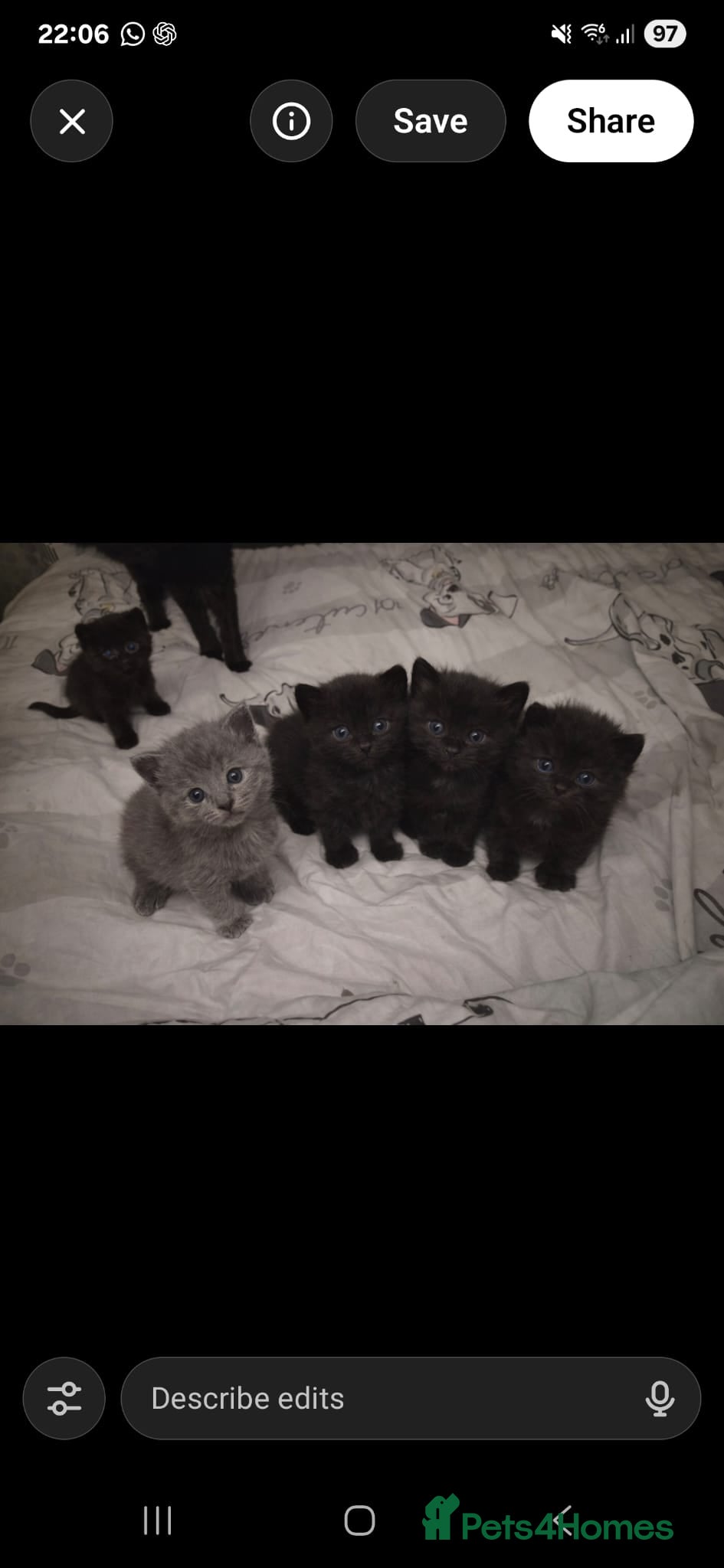 British Shorthair cats British shorthair  - Advert 1