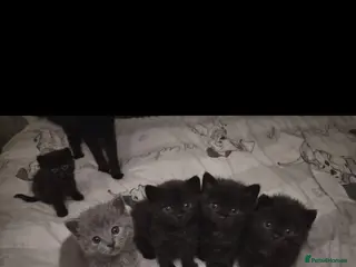 British Shorthair cats British shorthair - Advert 1