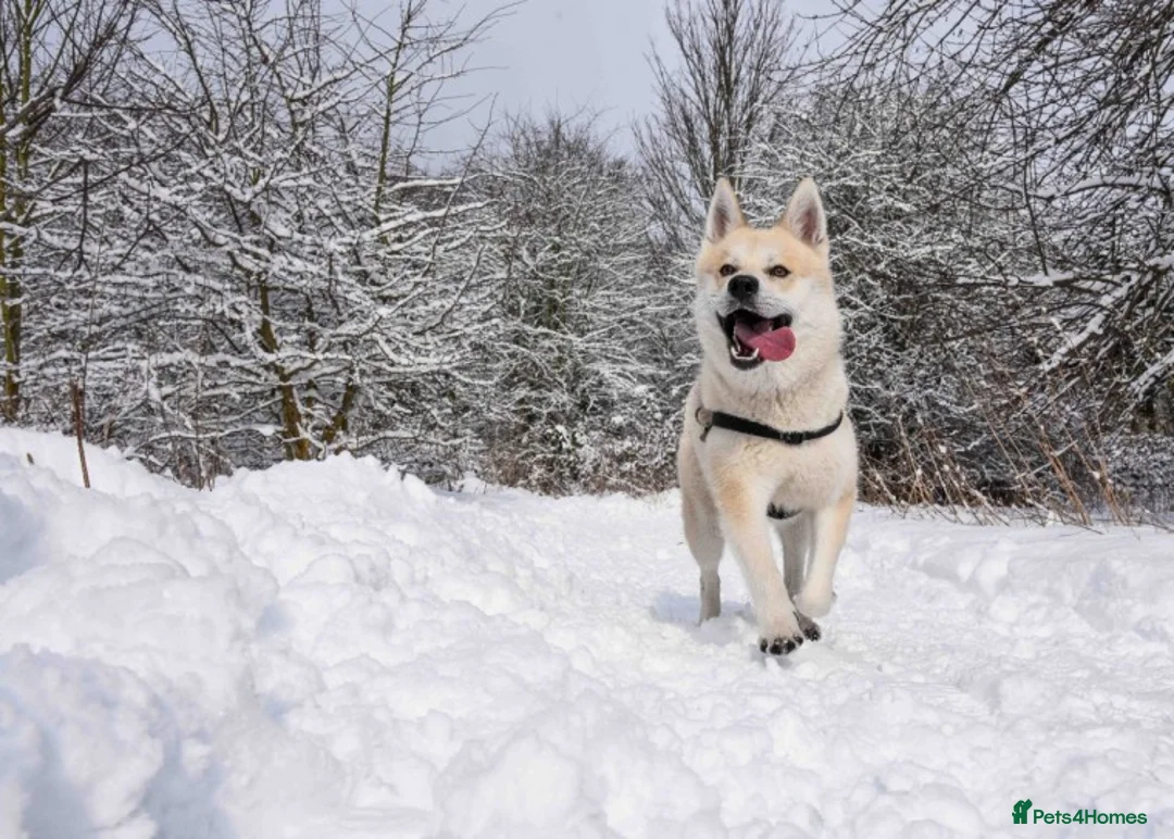 Pomsky dogs for stud: Pomsky for STUD Beautiful Husky markings in Sittingbourne - Advert 6