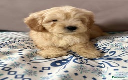 Cockapoo dogs for sale: Outstanding puppies  - Image 13