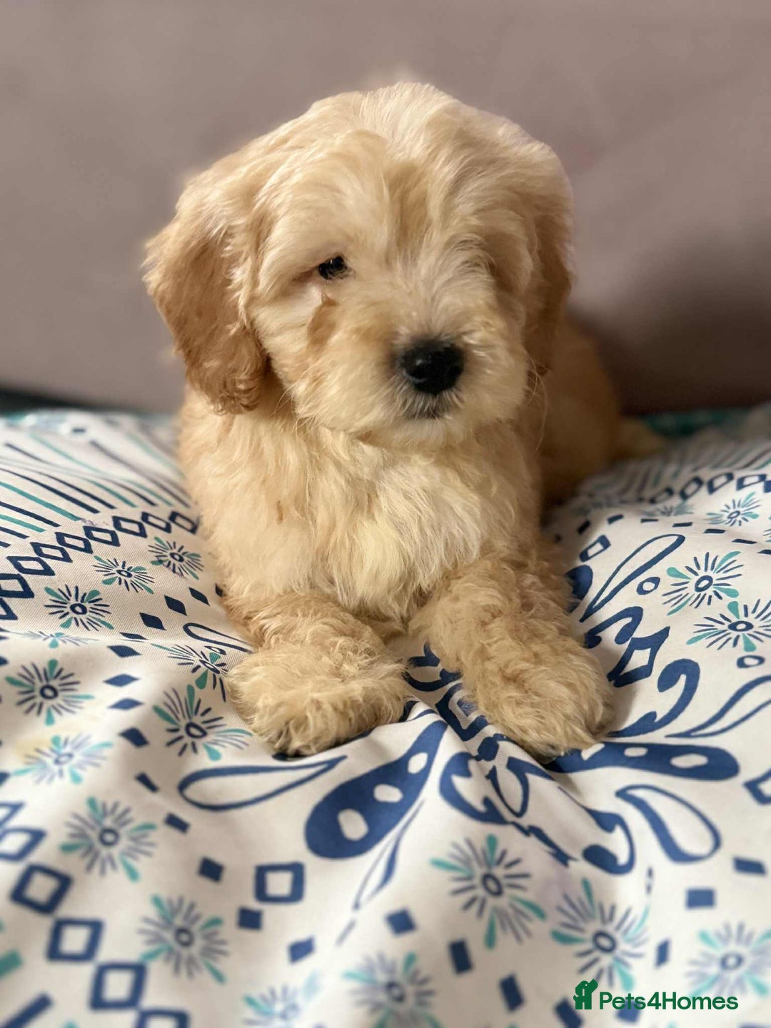 Cockapoo dogs for sale: Outstanding puppies  - Image 13